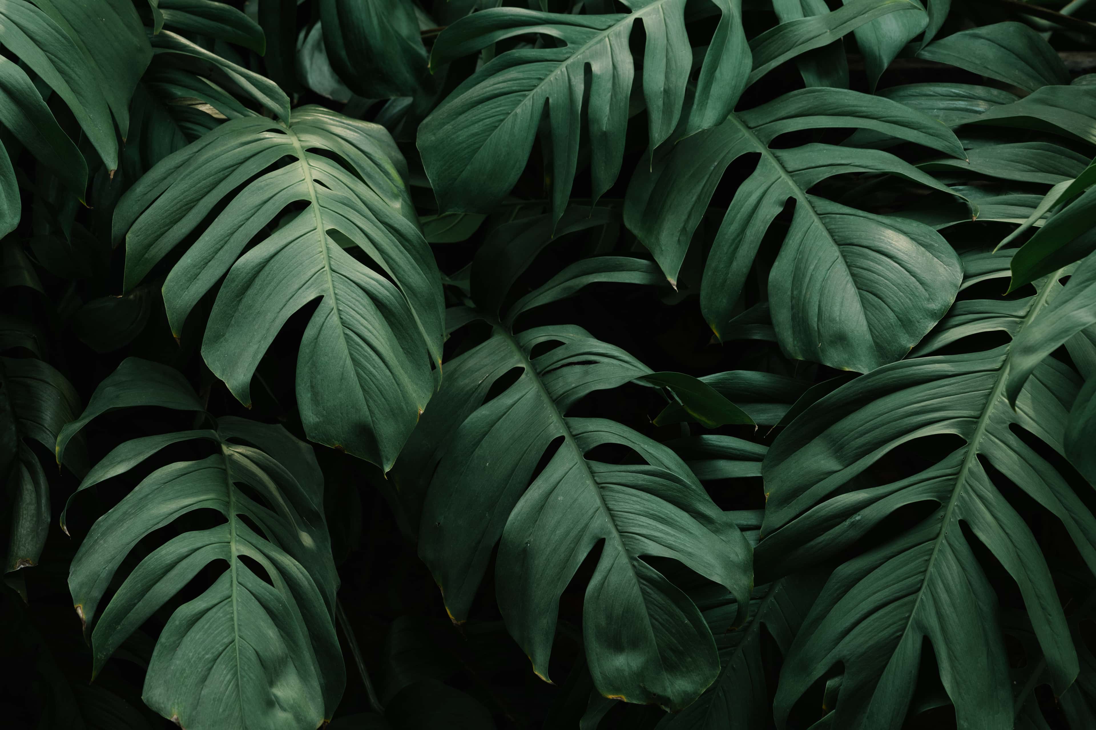 Tropical Leaves Extended Background